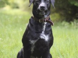 labrastaff_1_20220422_1457713526